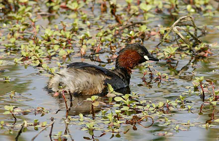 Tuffetto - Tachybaptus ruficollis